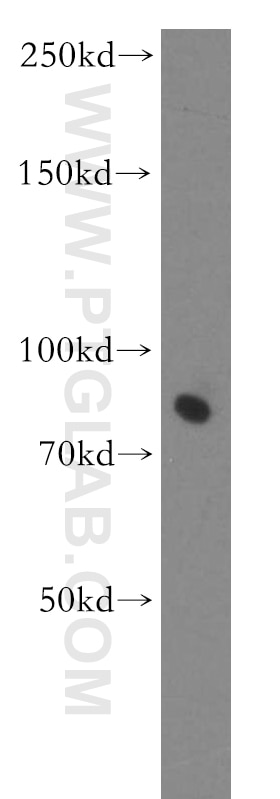 Western Blot (WB) analysis of mouse kidney tissue using COL4A3BP Polyclonal antibody (15191-1-AP)