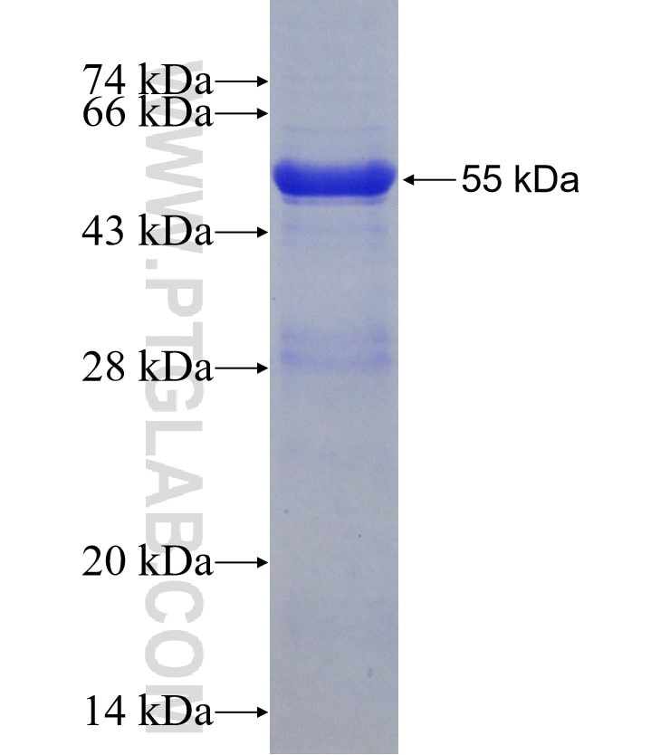 COL4A3BP fusion protein Ag7277 SDS-PAGE