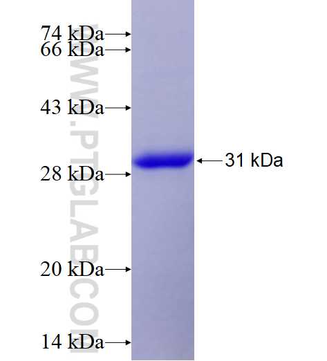 COL4A3BP fusion protein Ag7291 SDS-PAGE
