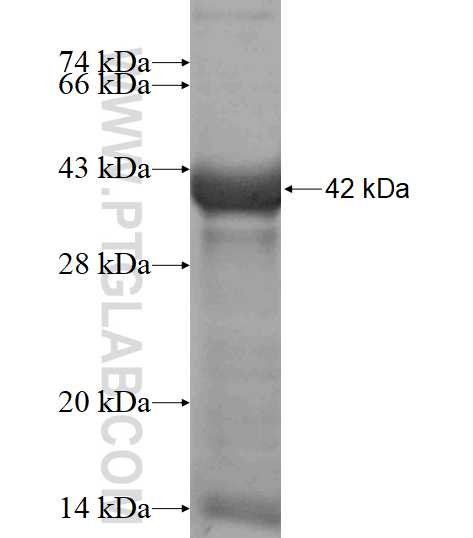 COL4A6 fusion protein Ag17428 SDS-PAGE