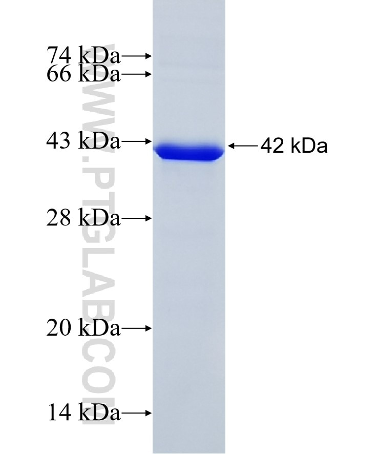 COL5A1 fusion protein Ag8009 SDS-PAGE