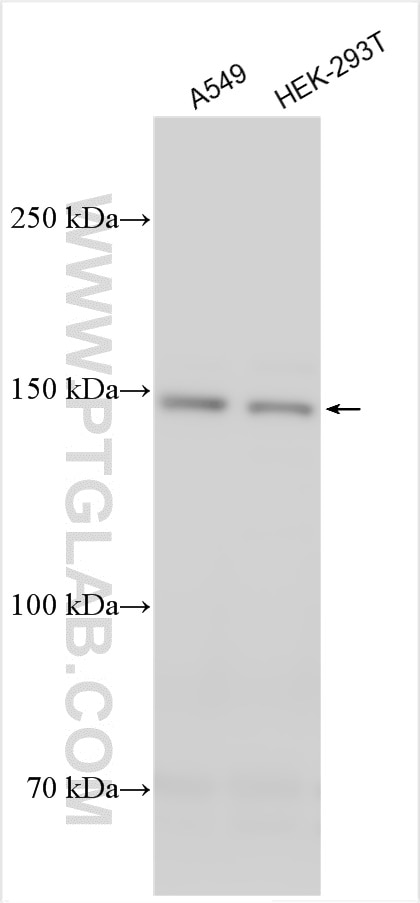 Western Blot (WB) analysis of various lysates using COL5A3 Polyclonal antibody (30204-1-AP)