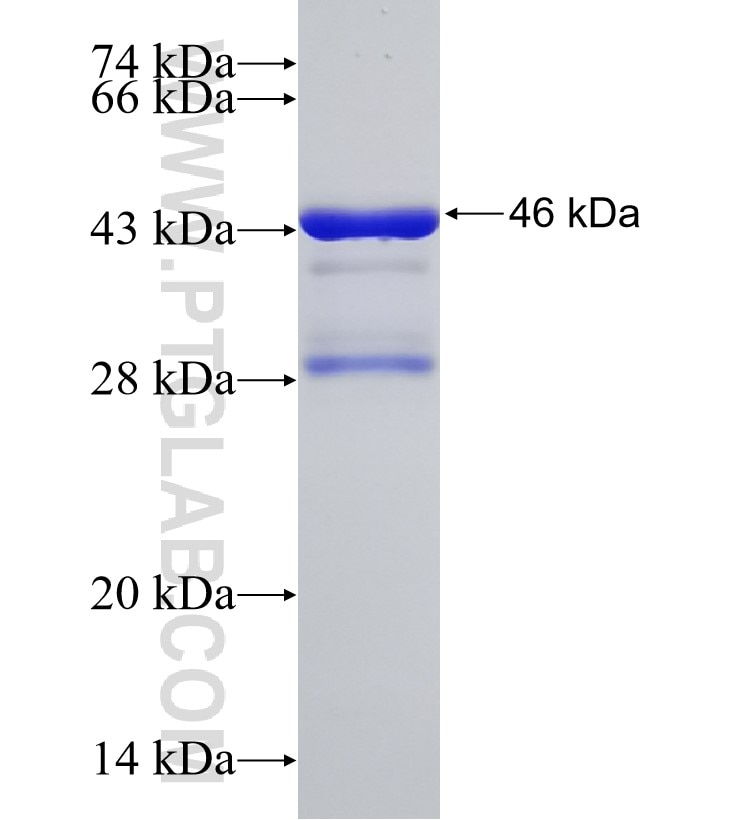 COL5A3 fusion protein Ag30705 SDS-PAGE