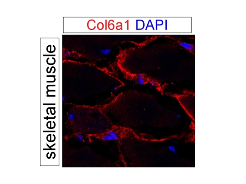 Immunofluorescence (IF) / fluorescent staining of mouse skeletal muscle tissue using Collagen Type VI Polyclonal antibody (17023-1-AP)