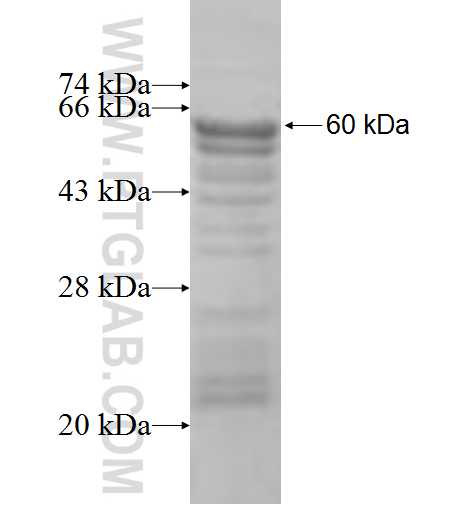 COL6A2 fusion protein Ag6635 SDS-PAGE