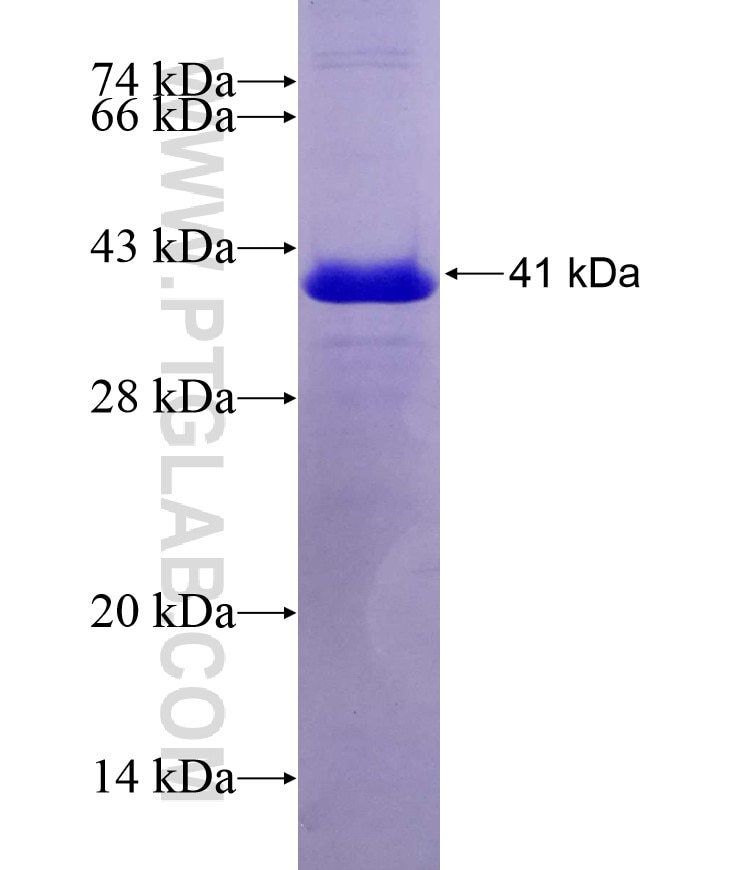 COL6A2 fusion protein Ag7134 SDS-PAGE
