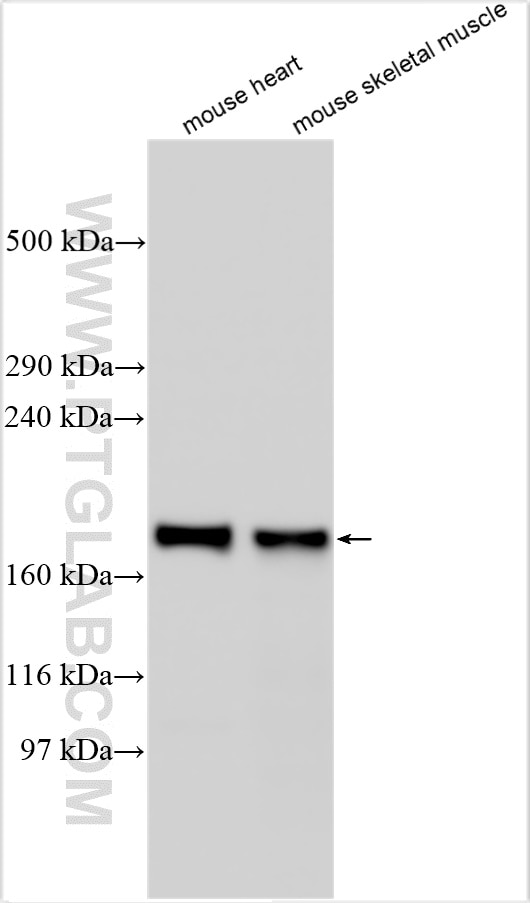 Western Blot (WB) analysis of various lysates using COL6A6 Polyclonal antibody (22302-1-AP)
