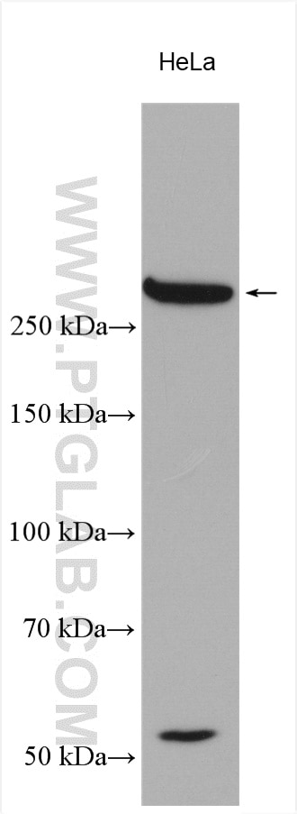 Western Blot (WB) analysis of various lysates using Collagen Type VII Polyclonal antibody (19799-1-AP)