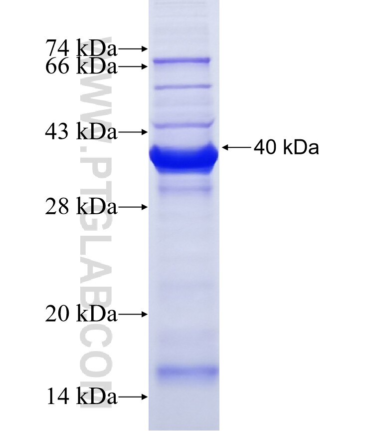 COL8A1 fusion protein Ag10607 SDS-PAGE