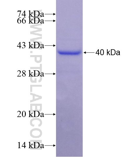 COL9A1 fusion protein Ag28633 SDS-PAGE