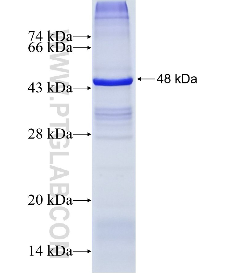 COLEC10 fusion protein Ag15895 SDS-PAGE