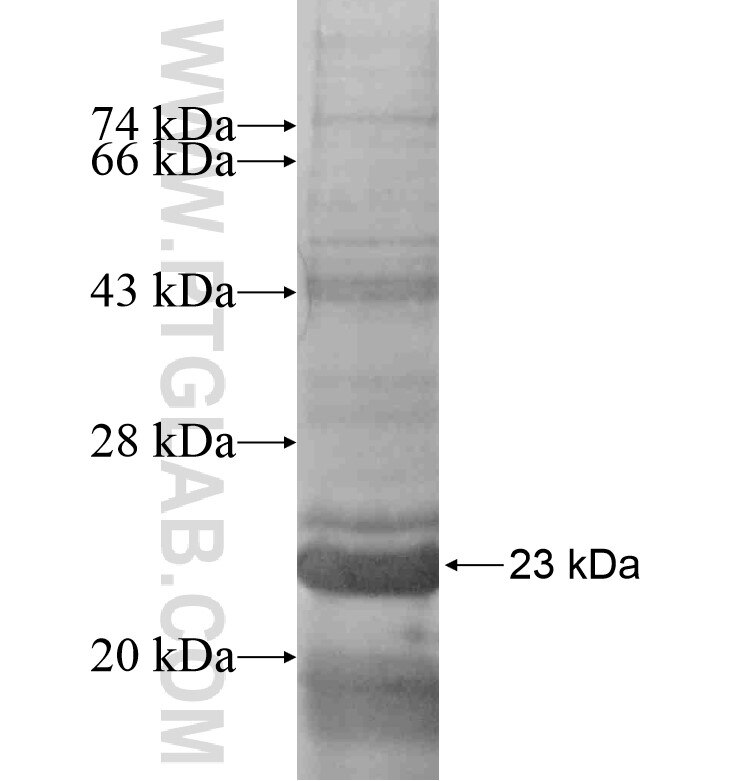 COLEC10 fusion protein Ag16729 SDS-PAGE