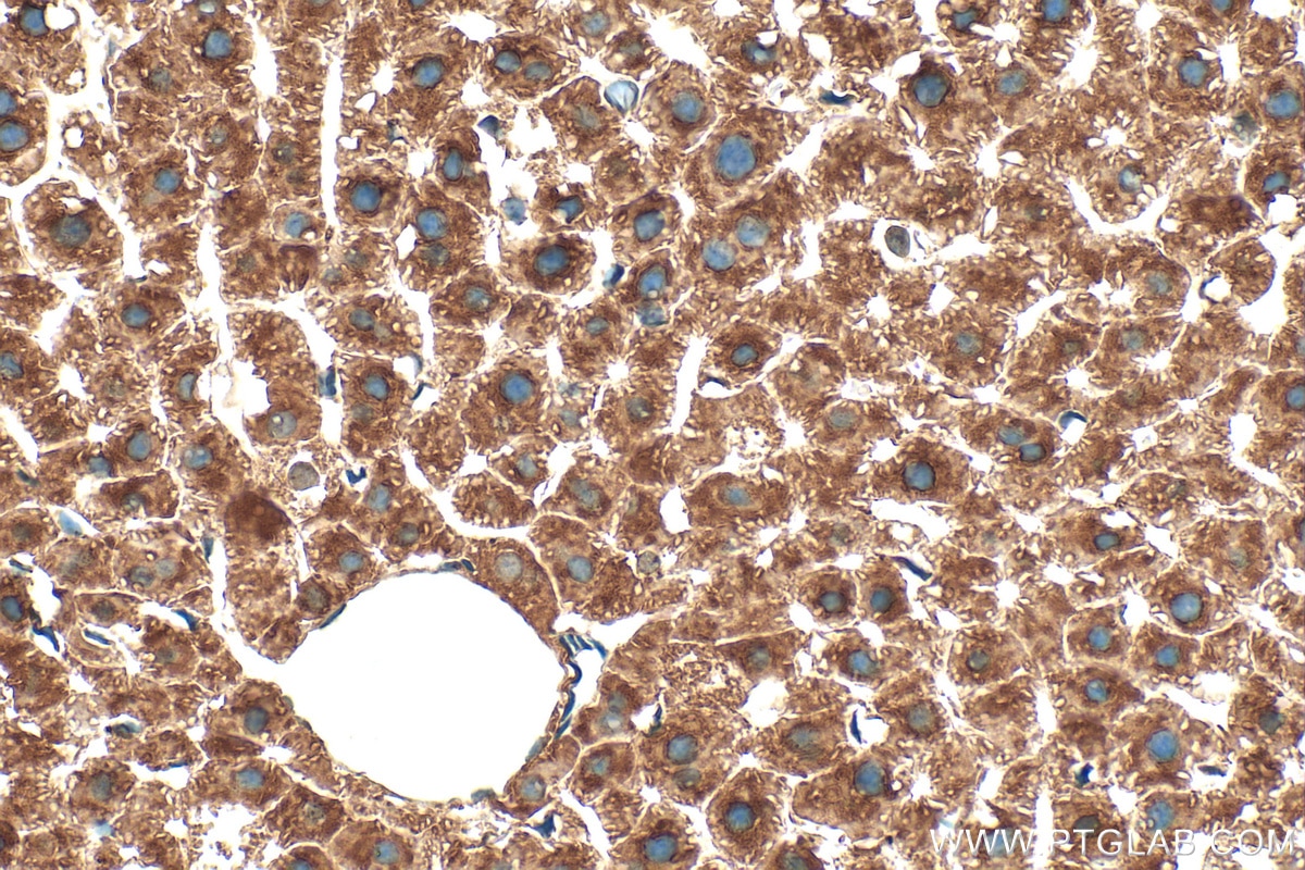 Immunohistochemistry (IHC) staining of mouse liver tissue using COLEC11 Polyclonal antibody (15269-1-AP)