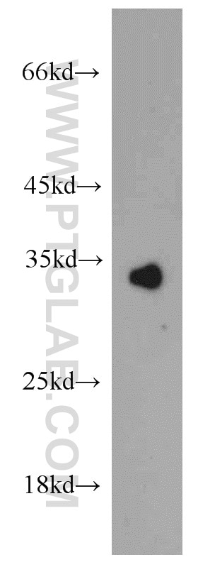 Western Blot (WB) analysis of mouse liver tissue using COLEC11 Polyclonal antibody (15269-1-AP)