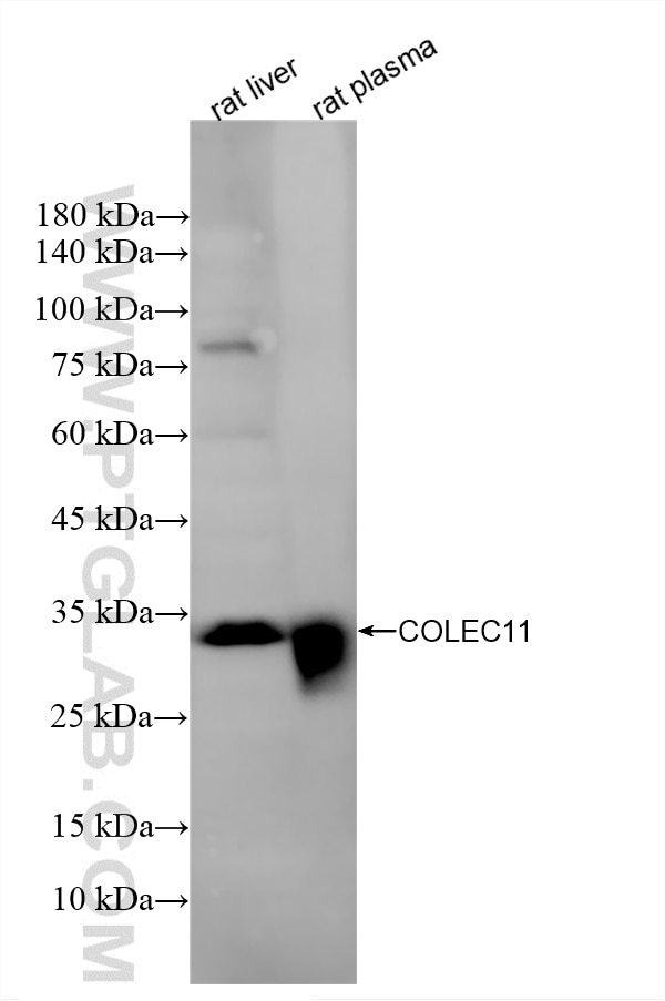 Various lysates were subjected to SDS PAGE followed by western blot with 87193-1-RR (COLEC11 antibody) at dilution of 1:1000 incubated at room temperature for 1.5 hours. Western Blot (WB) analysis of various lysates using COLEC11 Recombinant monoclonal antibody (87193-1-RR)