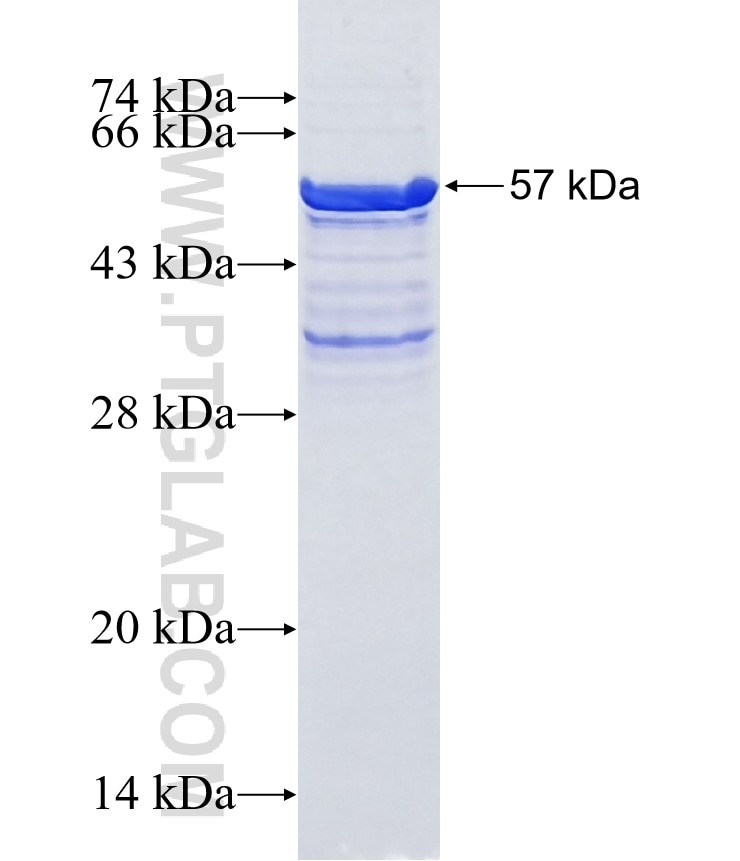 COLEC11 fusion protein Ag7374 SDS-PAGE