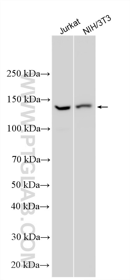 Various lysates were subjected to SDS PAGE followed by western blot with 34055-1-AP (COLEC12 antibody) at dilution of 1:2000 incubated at room temperature for 1.5 hours. Western Blot (WB) analysis of various lysates using COLEC12 Polyclonal antibody (34055-1-AP)
