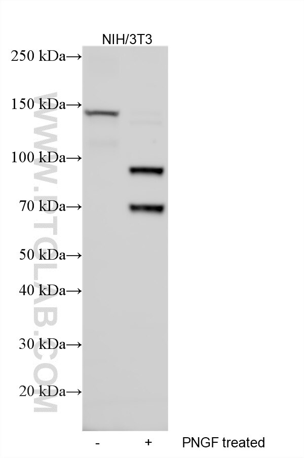 Various lysates were subjected to SDS PAGE followed by western blot with 34055-1-AP (COLEC12 antibody) at dilution of 1:2000 incubated at room temperature for 1.5 hours. Western Blot (WB) analysis of various lysates using COLEC12 Polyclonal antibody (34055-1-AP)