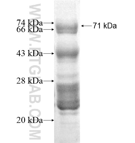 COLQ fusion protein Ag12802 SDS-PAGE