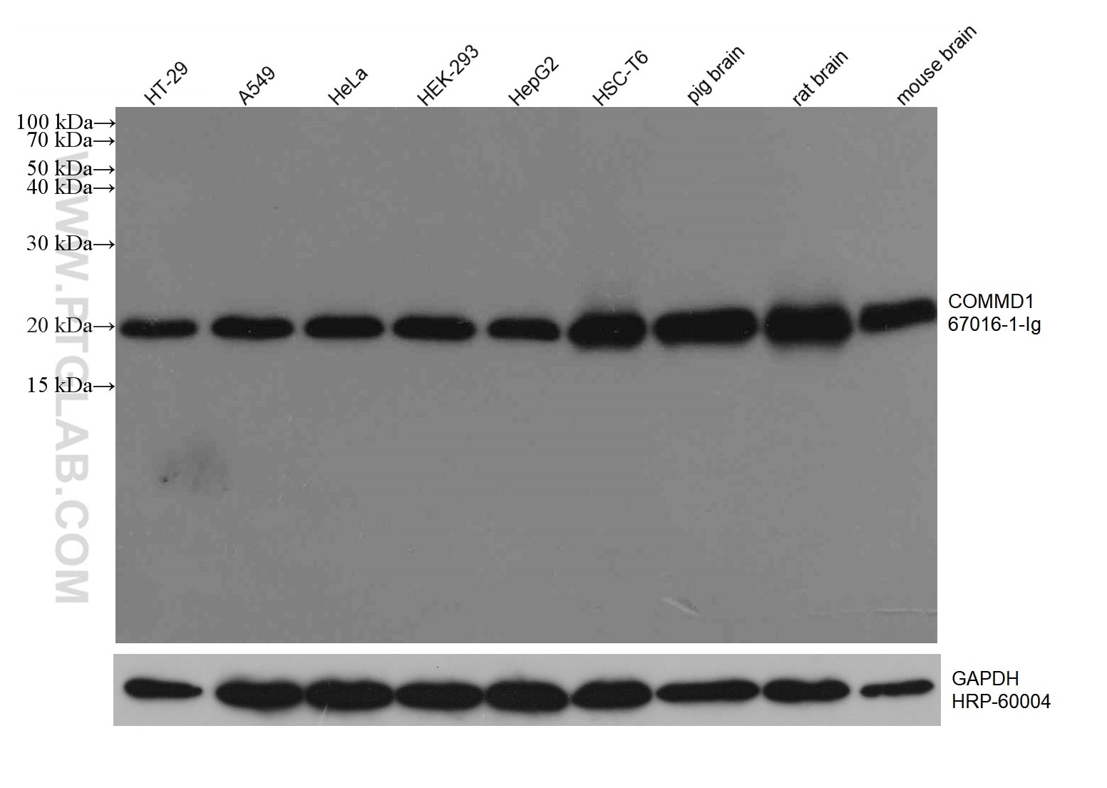 Western Blot (WB) analysis of various lysates using COMMD1 Monoclonal antibody (67016-1-Ig)