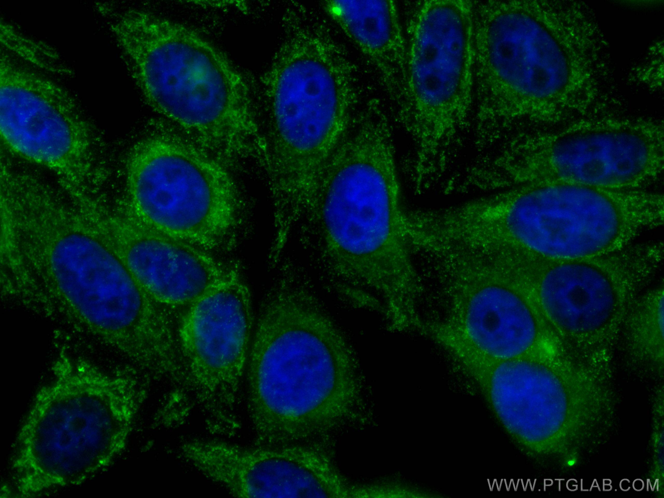 Immunofluorescence (IF) / fluorescent staining of HepG2 cells using CoraLite® Plus 488-conjugated COMMD1 Monoclonal an (CL488-67016)