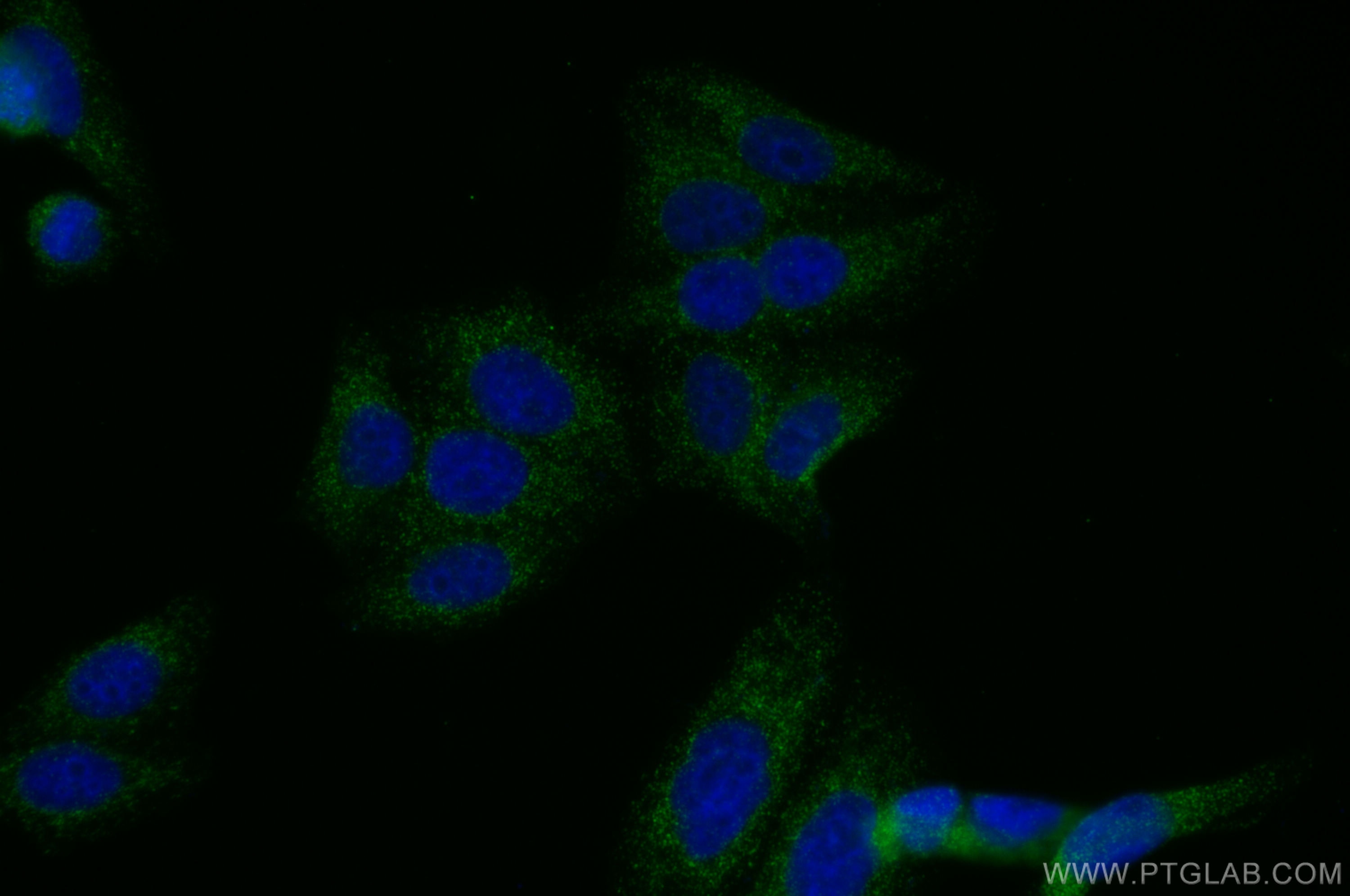 Immunofluorescence (IF) / fluorescent staining of HepG2 cells using CoraLite® Plus 488-conjugated COMMD1 Monoclonal an (CL488-67016)