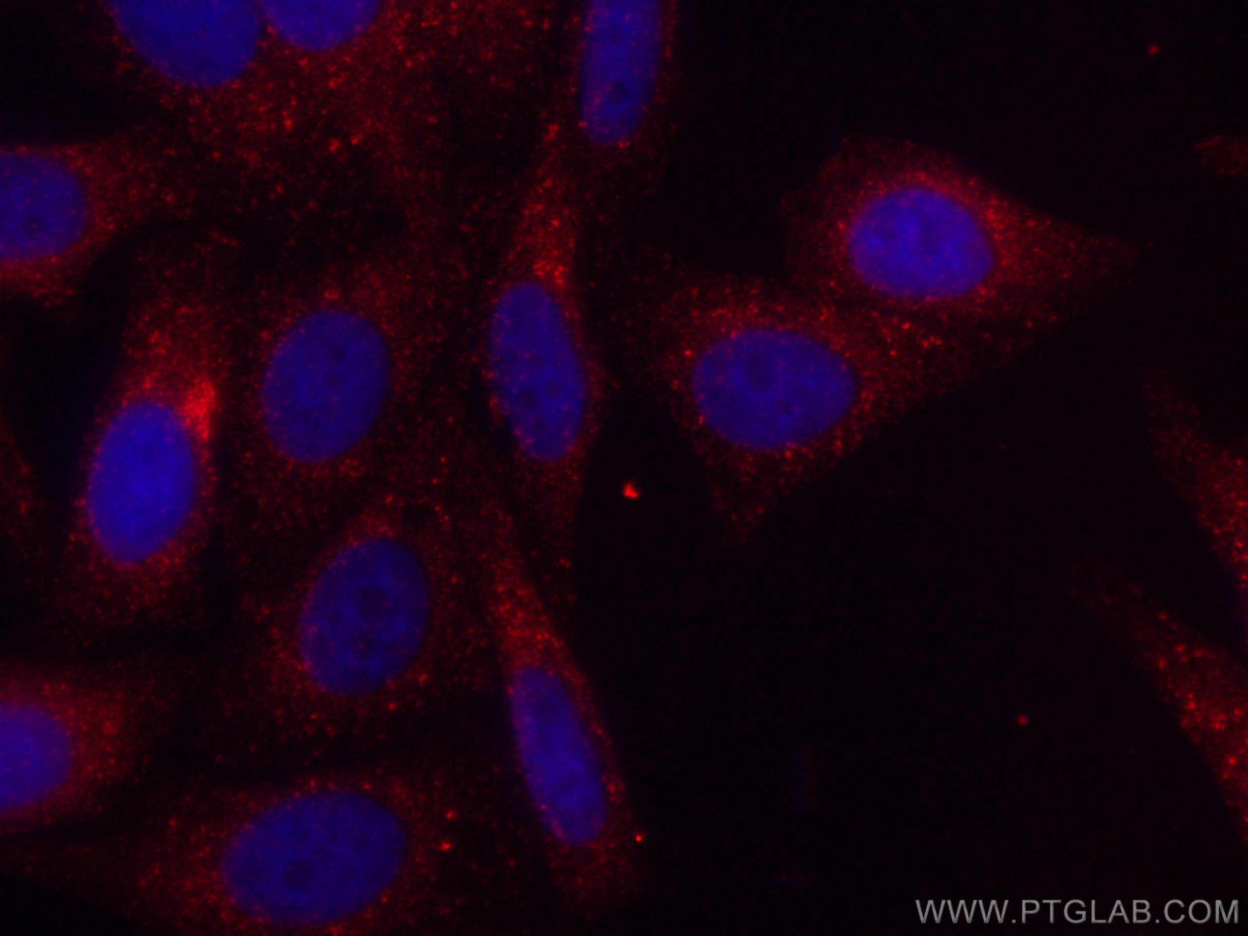 Immunofluorescence (IF) / fluorescent staining of HepG2 cells using CoraLite®594-conjugated COMMD1 Monoclonal antibody (CL594-67016)