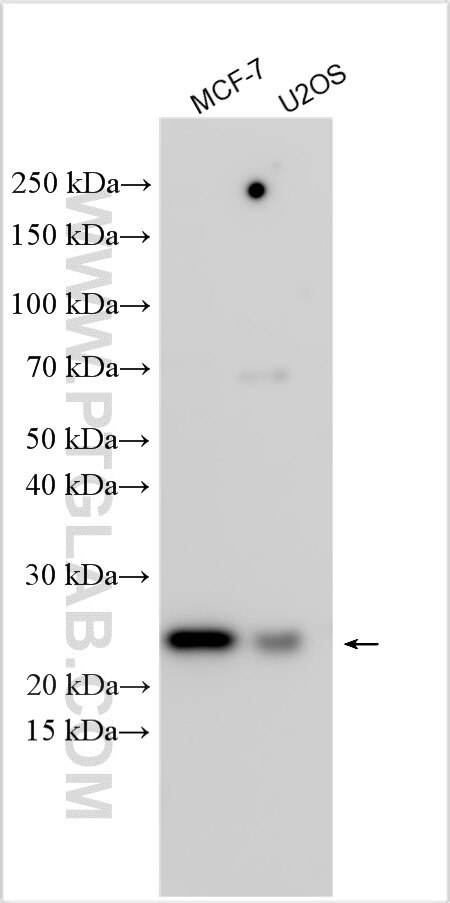 Western Blot (WB) analysis of various lysates using COMMD4 Polyclonal antibody (31333-1-AP)