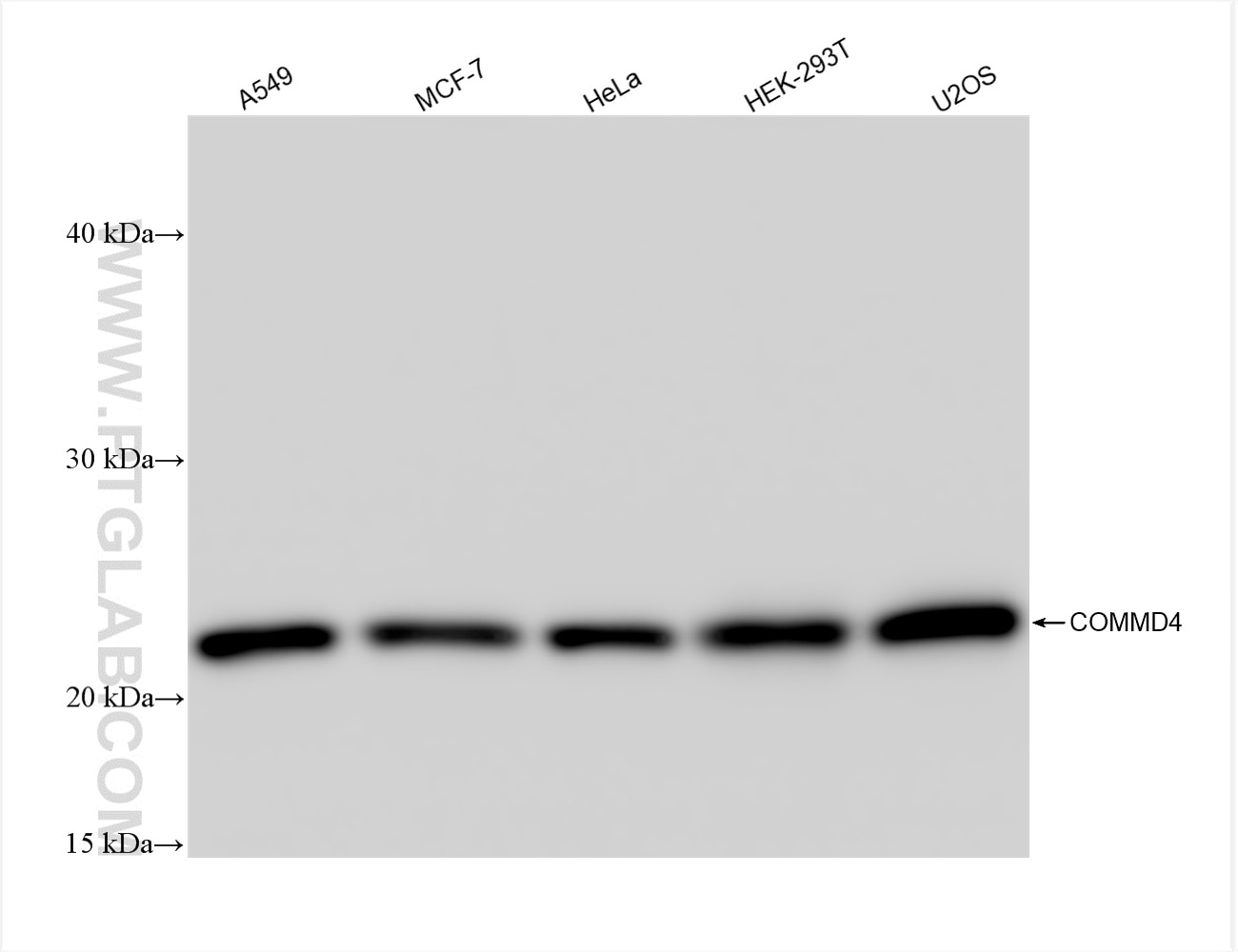 Western Blot (WB) analysis of various lysates using COMMD4 Recombinant antibody (84664-3-RR)