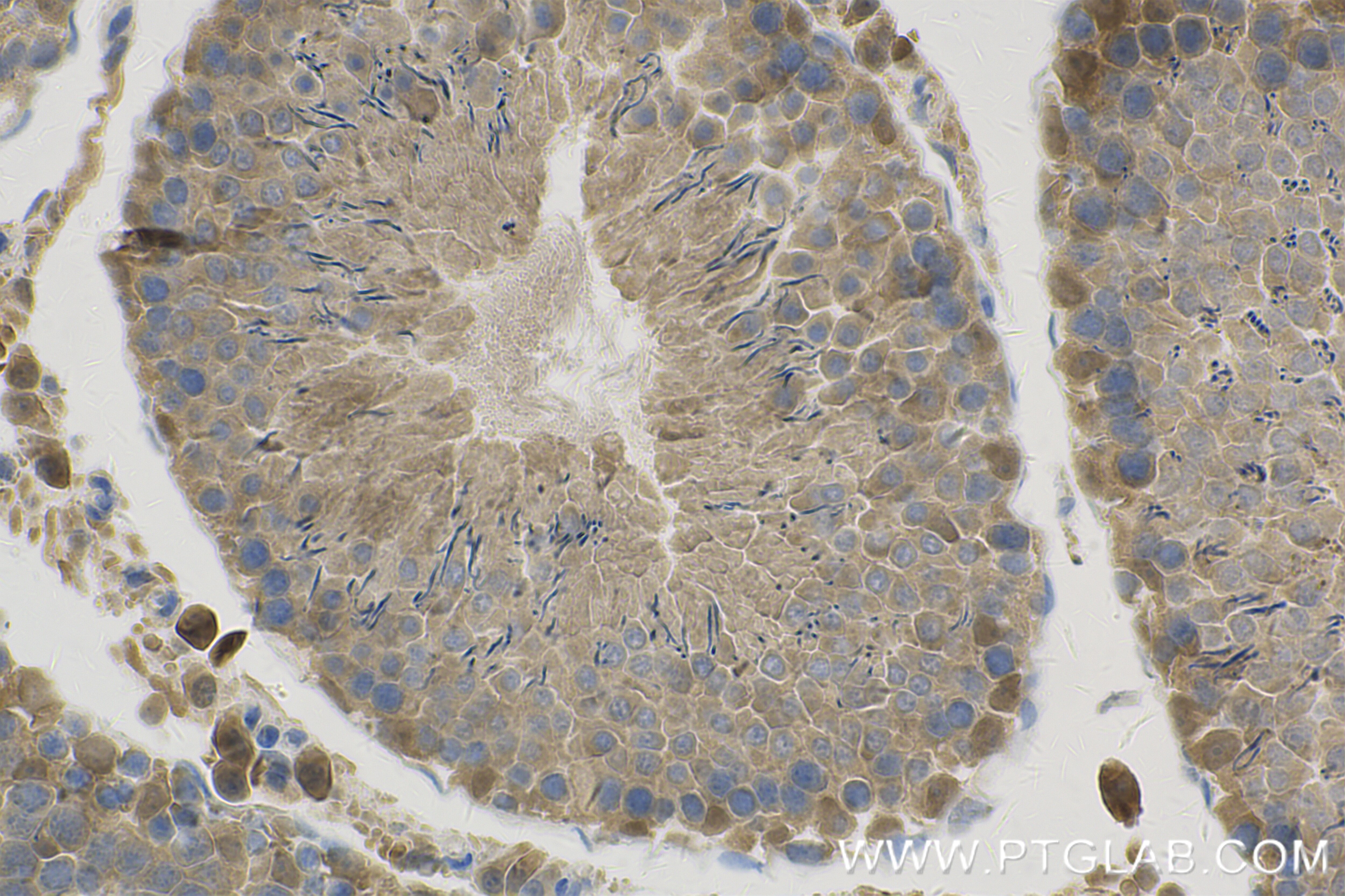 Immunohistochemistry (IHC) staining of rat testis tissue using COMMD4 Recombinant antibody (84664-4-RR)