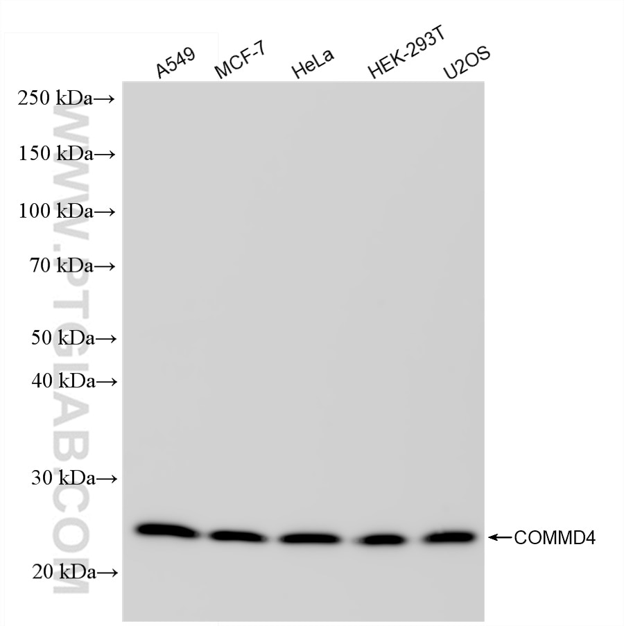 Western Blot (WB) analysis of various lysates using COMMD4 Recombinant antibody (84664-4-RR)
