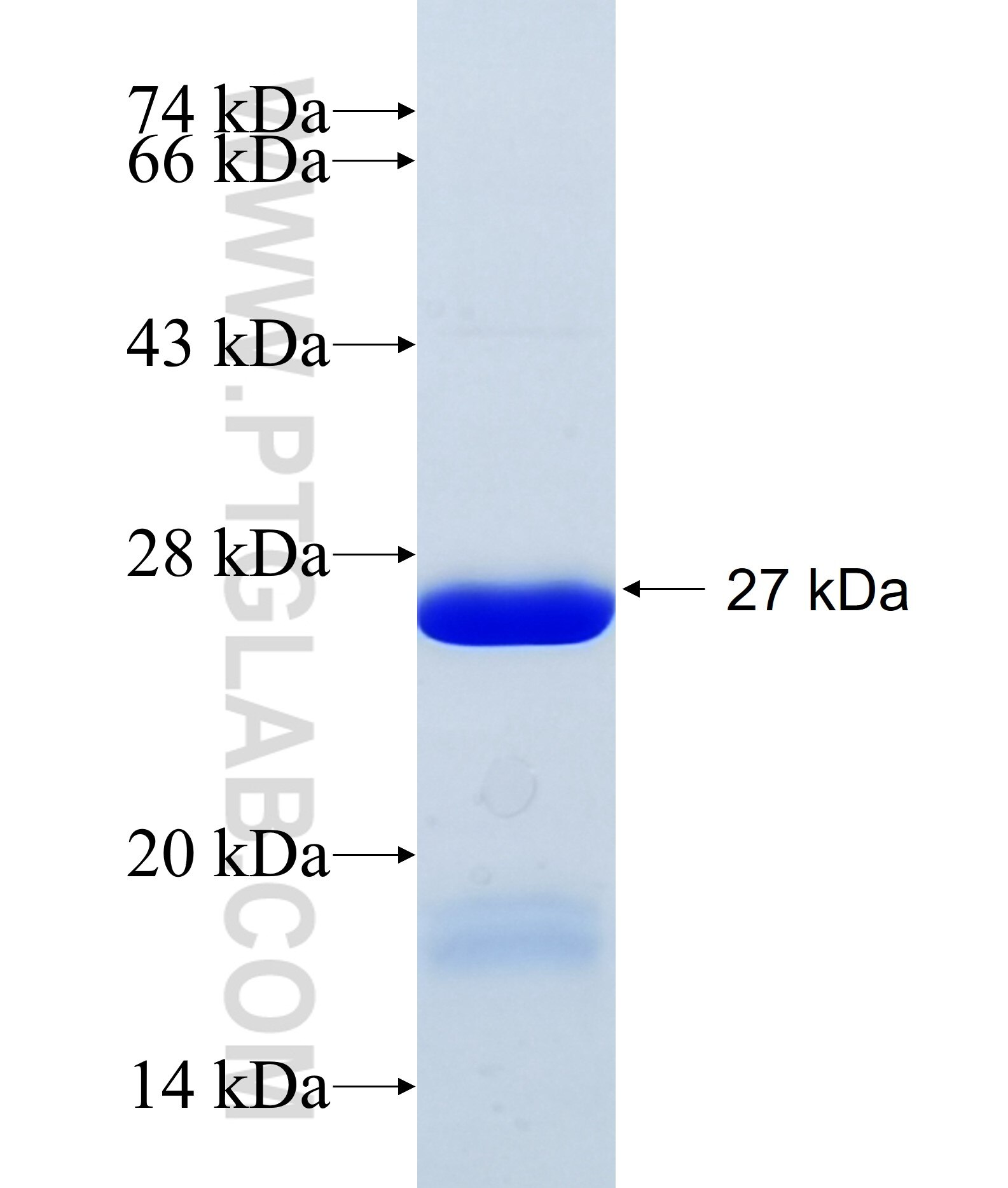 COMMD4 fusion protein Ag34877 SDS-PAGE