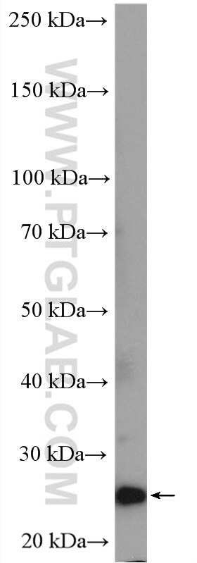 WB analysis of MCF-7 using 10393-1-AP