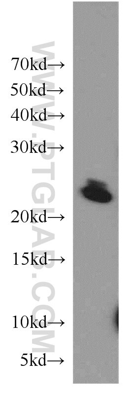 Western Blot (WB) analysis of human heart tissue using COMMD5 Polyclonal antibody (10393-1-AP)