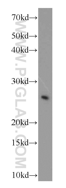 WB analysis of HEK-293 using 10393-1-AP