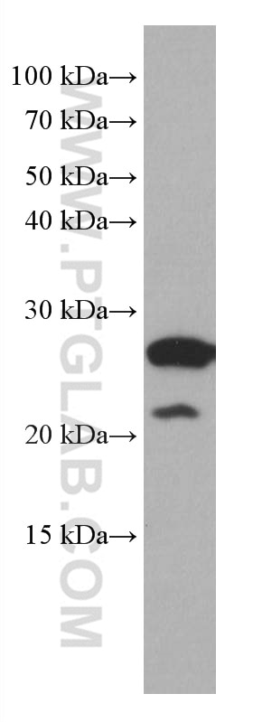 Western Blot (WB) analysis of MCF-7 cells using COMMD5 Monoclonal antibody (67043-1-Ig)
