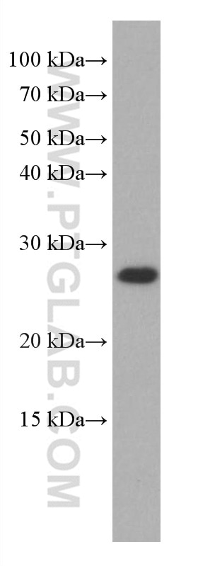 Western Blot (WB) analysis of human heart tissue using COMMD5 Monoclonal antibody (67043-1-Ig)