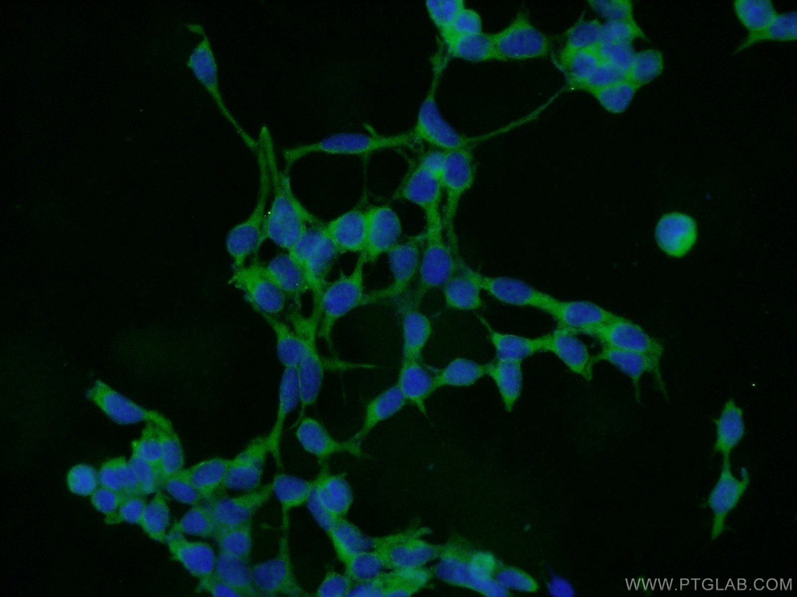 IF Staining of HEK-293 using 25237-1-AP