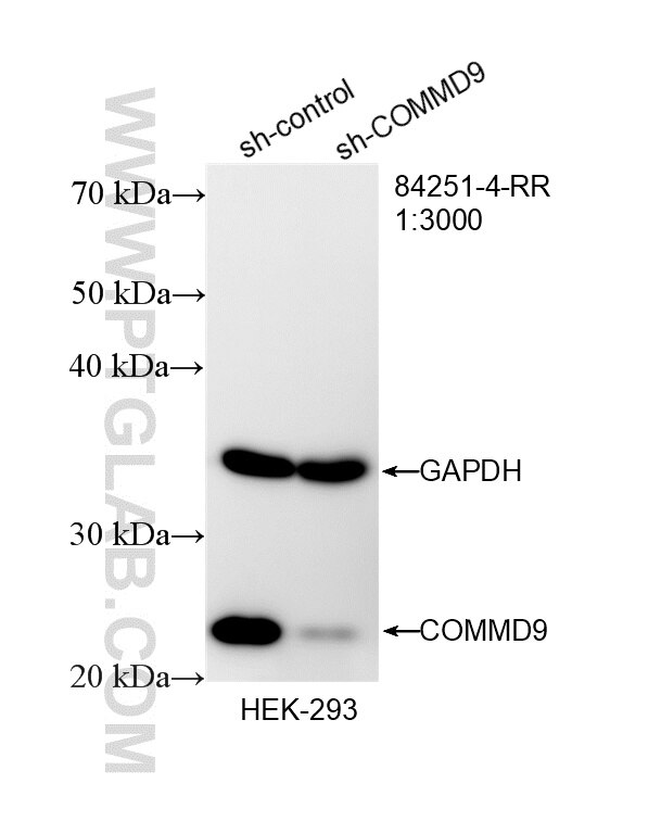 WB result of COMMD9 antibody (84251-4-RR; 1:3000; incubated at room temperature for 1.5 hours) with sh-Control and sh-COMMD9 transfected HEK-293 cells. This data was developed using the same antibody clone with 84251-4-PBS in a different storage buffer formulation. Western Blot (WB) analysis of HEK-293 cells using COMMD9 Recombinant antibody (84251-4-RR)