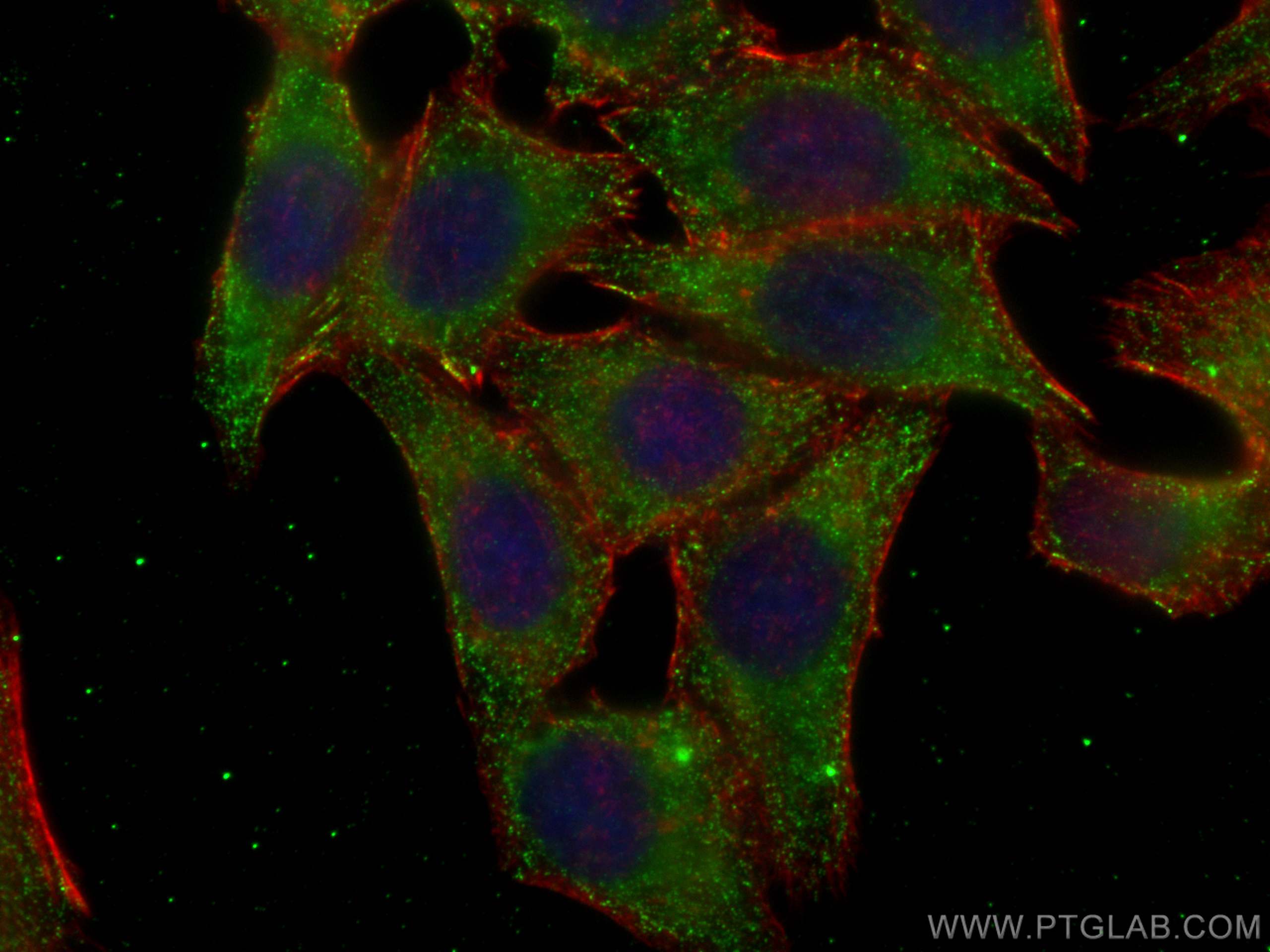 Immunofluorescence (IF) / fluorescent staining of HepG2 cells using COMP Monoclonal antibody (66793-1-Ig)