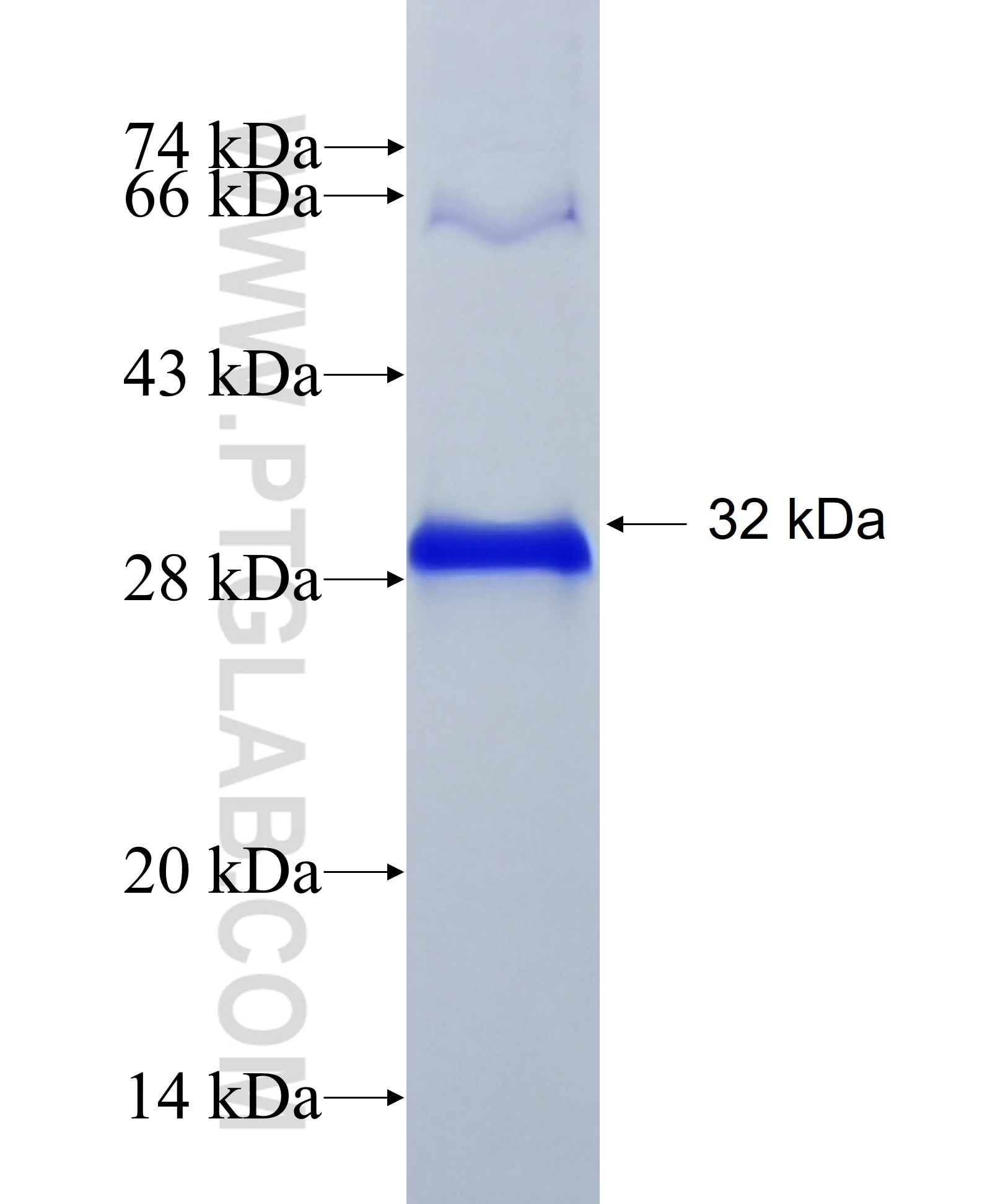 COMP fusion protein Ag28749 SDS-PAGE