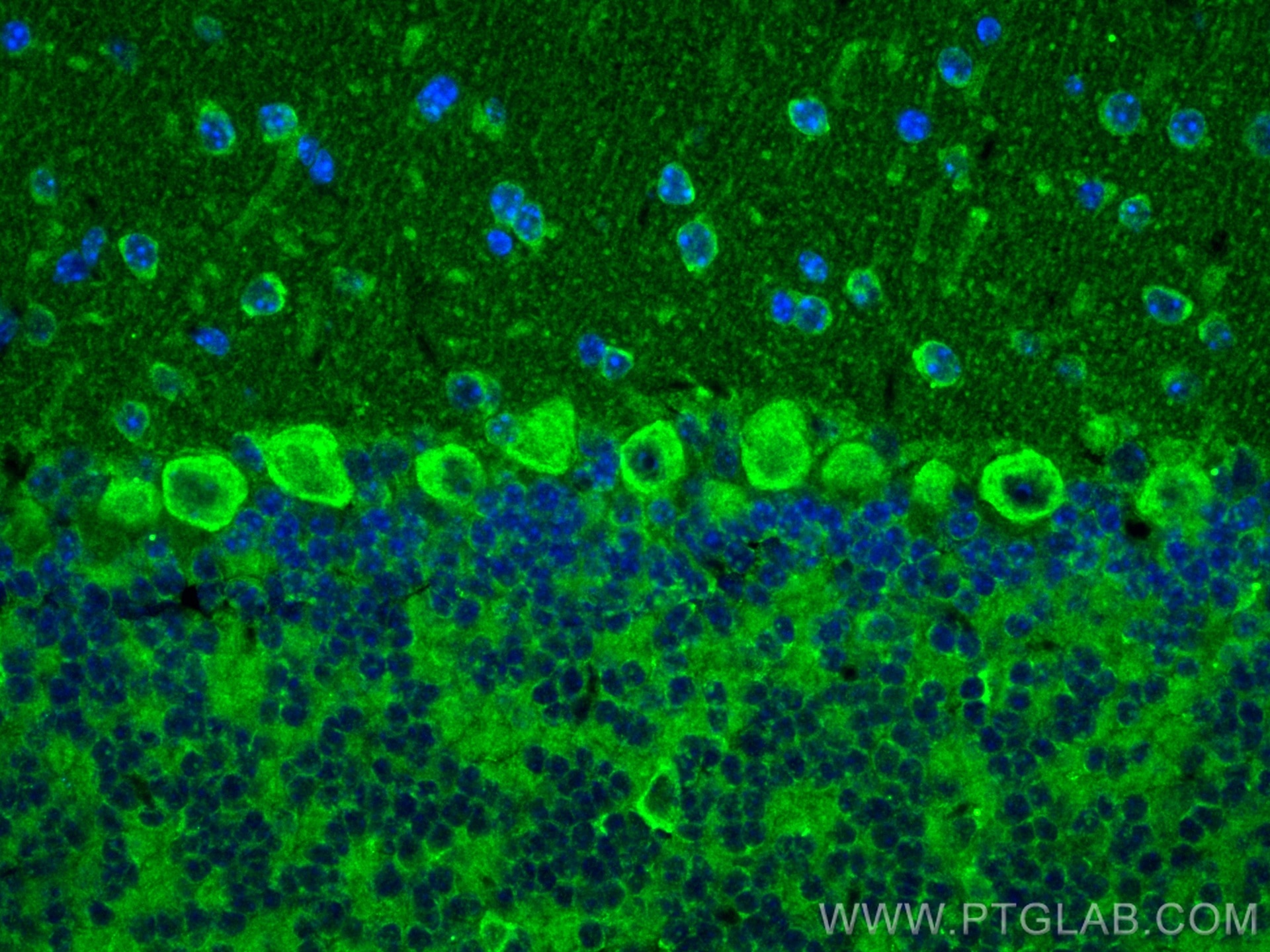 Immunofluorescence (IF) / fluorescent staining of mouse cerebellum tissue using COMT Polyclonal antibody (14754-1-AP)