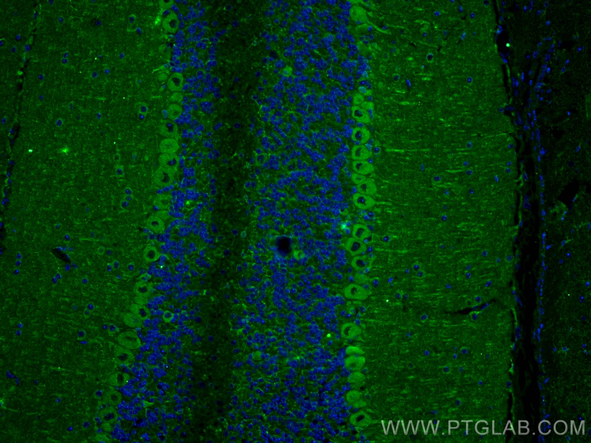 Immunofluorescence (IF) / fluorescent staining of mouse cerebellum tissue using COMT Monoclonal antibody (68181-1-Ig)