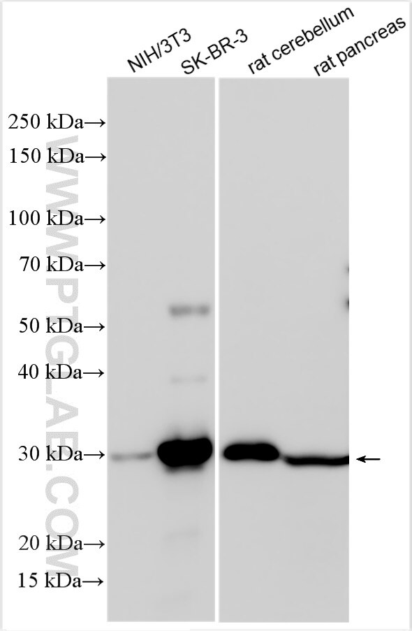 Western Blot (WB) analysis of various lysates using COMTD1 Polyclonal antibody (31565-1-AP)