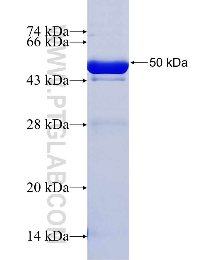 COMTD1 fusion protein Ag35997 SDS-PAGE