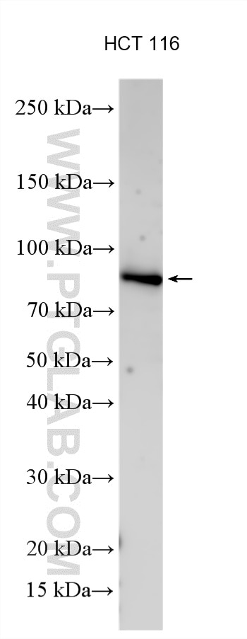 Western Blot (WB) analysis of various lysates using COP1 Polyclonal antibody (28395-1-AP)
