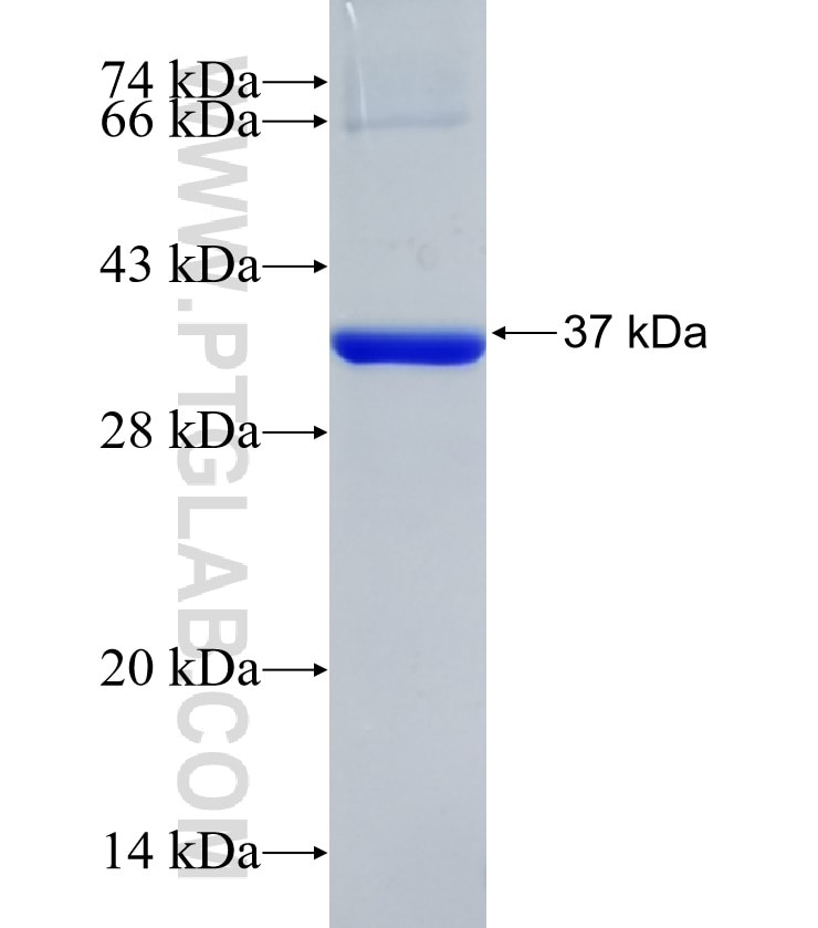 COPA fusion protein Ag34228 SDS-PAGE