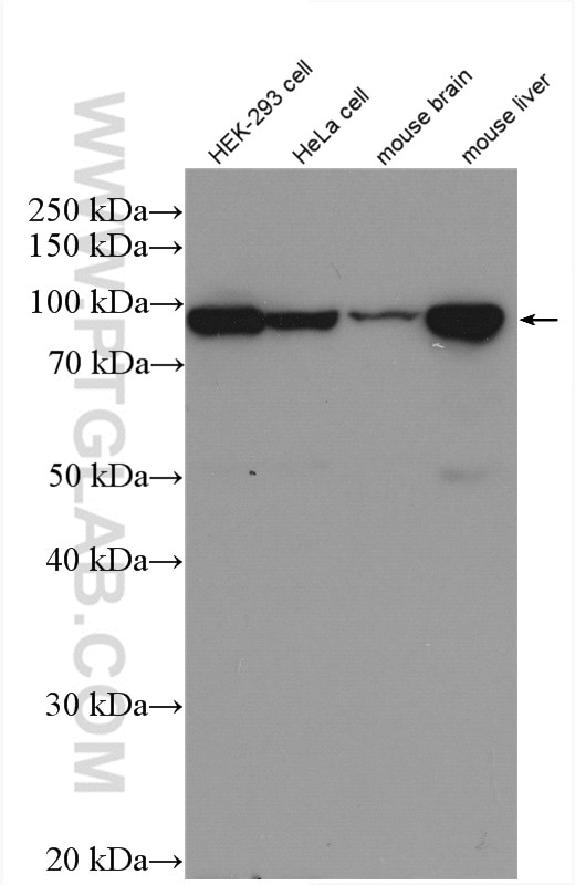 Western Blot (WB) analysis of various lysates using COPB1 Polyclonal antibody (27469-1-AP)