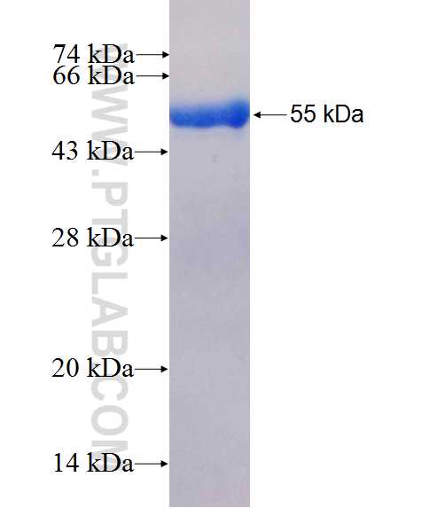 COPB1 fusion protein Ag26518 SDS-PAGE