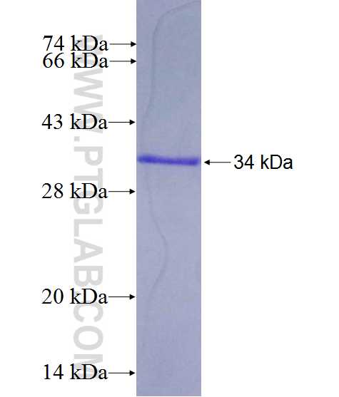 COPB1 fusion protein Ag26545 SDS-PAGE